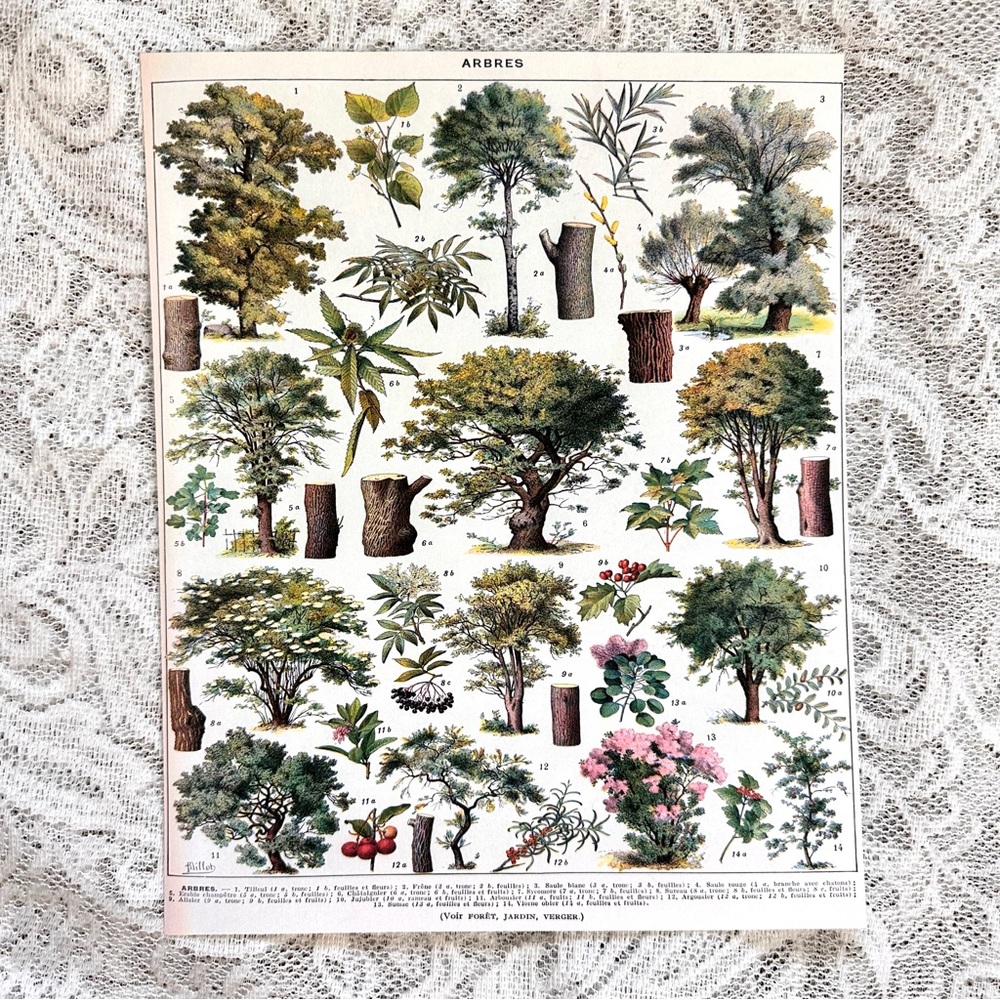 Vintage Scientific "Arbres" (Trees) French Forestry Chart 8x10